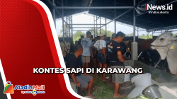 Ratusan Peserta Meriahkan Lomba Kontes Sapi di Karawang