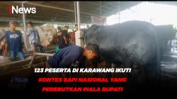 123 Peserta di Karawang Ikuti Kontes Sapi Nasional yang Perebutkan Piala Bupati
