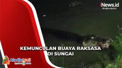 Buaya Raksasa Muncul di Sungai, Warga Konawe Heboh