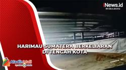 BKSDA Riau Lakukan Upaya Tangkap Harimau Sumatera yang Berkeliaran di Tengah Kota