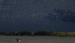 Hutan Mangrove Karangsong Tempat Tinggal 14 Jenis Burung Langka Dilindungi