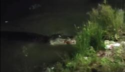 Kemunculan Buaya Raksasa di Sungai Konaweha Hebohkan Warga