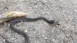 3 Ular King Kobra Muncul di Permukiman Kampung Winong Boyolali, Warga Resah<