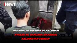 Orangutan Seberat 30 Kilogram Nyasar ke Bandara Iskandar, Kalimantan Tengah