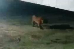 Harimau Sumatera Berkeliaran di Kota Siak, Masyarakat Waspada