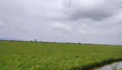 3.489 Hektare Tanaman Padi di Kudus Puso akibat Banjir, Kerugian Puluhan Miliar Rupiah