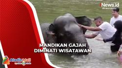 Seru dan Menantang, Wisata Memandikan Gajah Diminati Wisatawan di Aceh Jaya