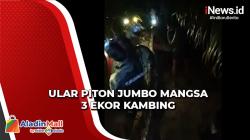 Mangsa 3 Ekor Kambing, Ular Piton Jumbo Ditangkap Warga di Jambi
