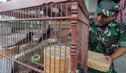Potret Prajurit TNI Ternak Murai Batu, Edukasi Generasi Muda Usaha Mandiri