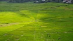 Lodok Lingko, Sawah Bentuk Jaring Laba-Laba di NTT yang Pembagiannya Tak Sembarangan