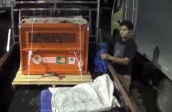 BKSDA Gagalkan Penyelundupan Orang Utan ke Filipina