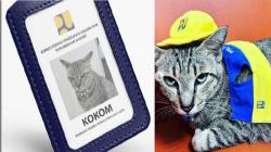 Viral, Kokom Kucing Kementerian PUPR Pintar Naik Lift, Punya 4.000 Followers Instagram<