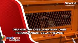 Orangutan 'Astuti' Akan Jalani Rehabilitasi Pascadiselamatkan dari Perdagangan Gelap Hewan