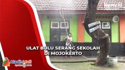 Ulat Bulu Menyerang Sekolah di Mojokerto, Siswa Gatal-Gatal