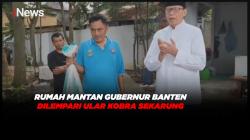 Rumah Mantan Gubernur Banten Dilempari Ular Kobra Sekarung 