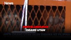 Penyelundupan Orang Utan ke Filipina Berhasil Digagalkan