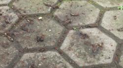 Diserang Hama Ulat Bulu, Sekolah di Mojokerto Pulangkan Siswa