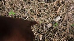 Petani Aceh Utara Temukan Benda Diduga Bom Sisa Konflik GAM, Gegana Turun Tangan