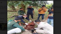 BKSDA Evakuasi Induk dan Bayi Orang Utan yang Masuk ke Lanud Iskandar Pangkalan Bun