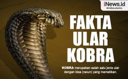 Infografis Ular Kobra Reptil Paling Mematikan di Pulau Jawa