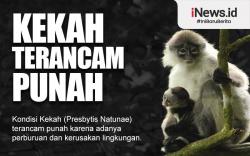 Infografis Kekah Terancam Punah
