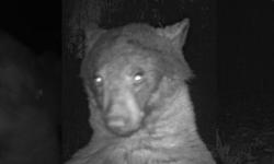 Narsis dan Lucu, Beruang Ini Selfie Sampai 400 Kali Bikin Netizen Ngakak