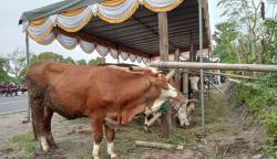  Hewan Ternak di Bantul Mulai Divaksin Penyakit Mulut dan Kuku