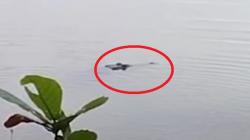 Viral Video Penampakan Buaya Besar di Situ Kalapa Sukabumi, Diduga Ada 9 Ekor 