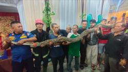 Pesta Pernikahan di Padang Dikejutkan dengan Kemunculan Ular Piton Sepanjang 6 Meter 