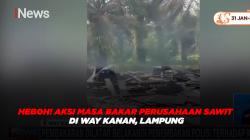 Heboh! Aksi Masa Bakar Perusahaan Sawit di Way Kanan, Lampung