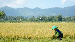  BPS Lakukan Sensus Pertanian di Gunungkidul, Petani Diminta Begini 