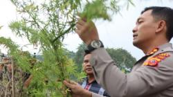 Dukun Tanam Ratusan Pohon Ganja di Objek Wisata Situ Cangkuang Garut<