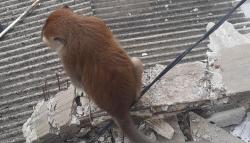 Monyet Lepas dari Kandang di Grogol, Damkar Turun Tangan