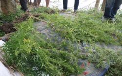 Wabup Garut Minta Polisi Usut Tuntas Ladang Ganja di Kawasan Situ Cangkuang
