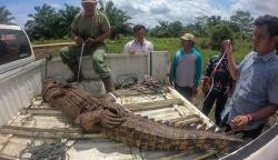 Buaya Panjang 3 Meter Ditangkap Warga Jambi, Dibawa Naik Pikap ke BKSDA