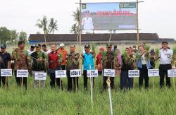 Petani Pesisir Kulonprogo Sukses Kembangkan Tanaman Bawang Merah di Lahan Pasir