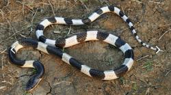 Mitos Ular Weling Hanya Gigit Orang Bernasib Sial, Benarkah?