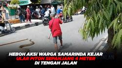 Heboh Aksi Warga Samarinda Kejar Ular Piton Sepanjang 4 Meter di Tengah Jalan