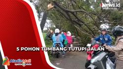 5 Pohon Tumbang Tutupi Ruas Jalan di Indramayu, Jalur Lalu Lintas Dialihkan<