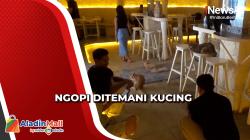 Merasakan Ngopi Bareng Kucing Langka Maine Coon Polidaktil