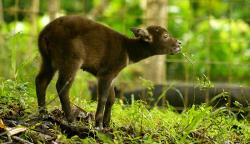 Lucunya Raden, Anak Anoa yang Lahir Melalui Operasi Caesar