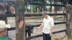 Pj Gubernur DKI Tengok Anak Gajah dan Jerapah di Ragunan, Dinamai Unggul dan TaZoo
