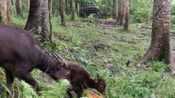 Si Denok Melahirkan, Bayi Anoa Itu Diberi Nama Raden
