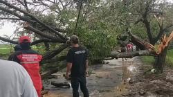 Hujan Deras Disertai Angin Kencang, 5 Pohon Tumbang Tutup Jalan Raya Pecuk Indramayu<