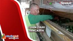 Meraup Cuan dari Jangkrik, Kakek di Mojokerto Raup Omzet Puluhan Juta Rupiah