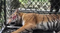 Harimau Masuk Perangkap di Hutan Simpali Aceh, Ada Bekas Luka di Pipi