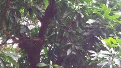 Diduga Depresi, Pemuda Surabaya Coba Bunuh Diri di Halaman Mapolsek Gubeng