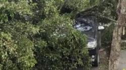 Angin Kencang Tumbangkan Pohon Besar di Jalan Siliwangi Cianjur, 1 Mobil Tertimpa