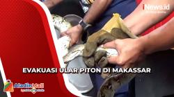 Dramatis, Evakuasi Ular Piton 2 Meter di Makassar