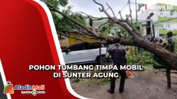 Hujan Disertai Angin Kencang, Pohon Tumbang dan Timpa Mobil di Sunter Agung